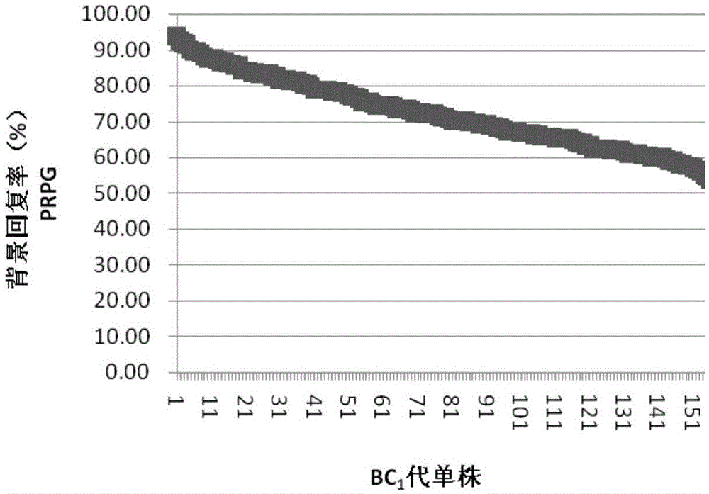 Method of assistant efficient breeding of corns cooperatively using two molecular markers of SSR and SNP