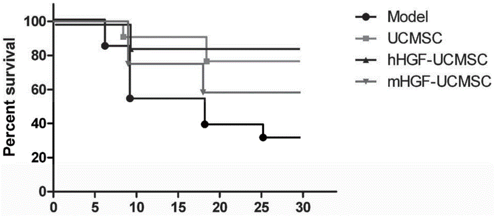 Preparation method of UCMSC (umbilical cord mesenchymal stem cell) modified with HGF (hepatocyte growth factor) gene and used for treating liver failure