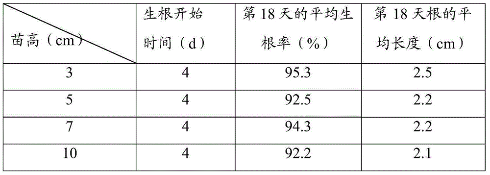 Open rooting method for sugarcane tissue culture seedlings