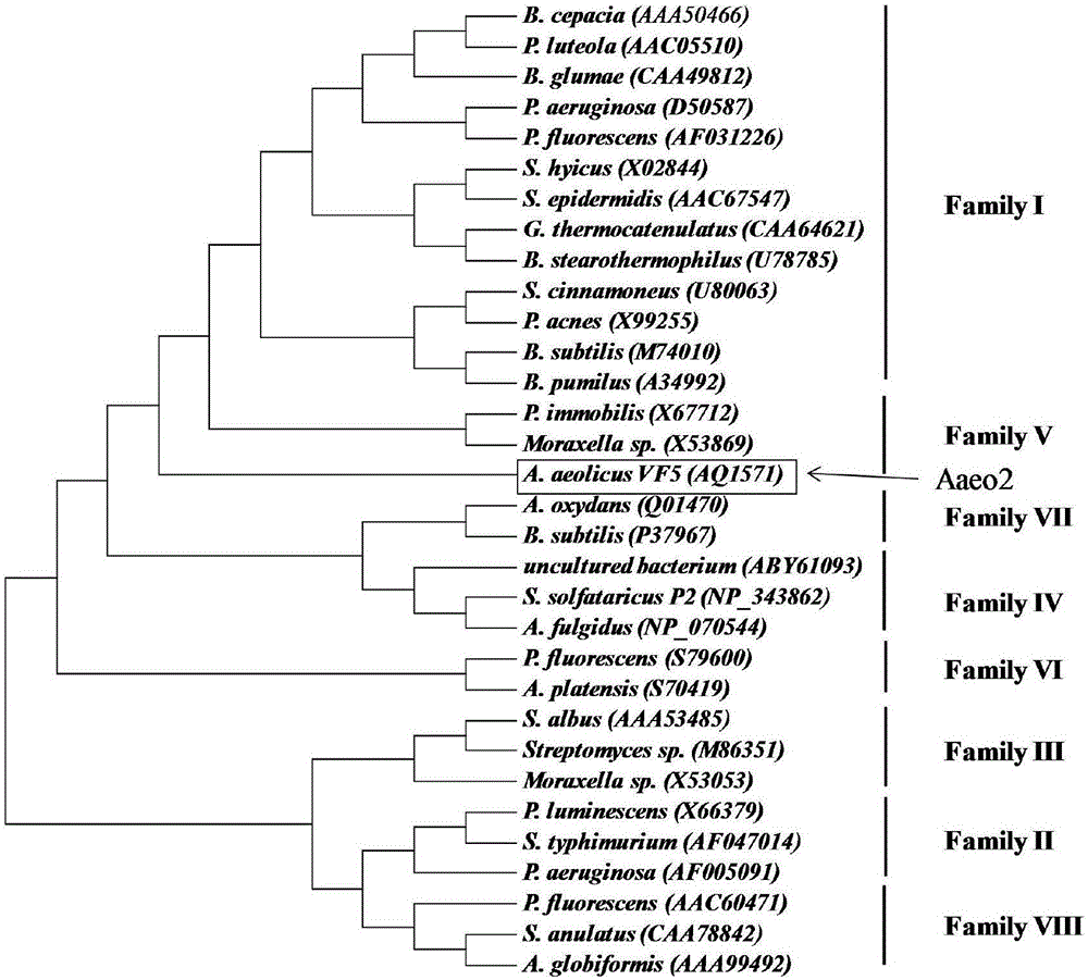 Thermophilic esterase derived from aquifex aeolicus strain and functional verification of thermophilic esterase