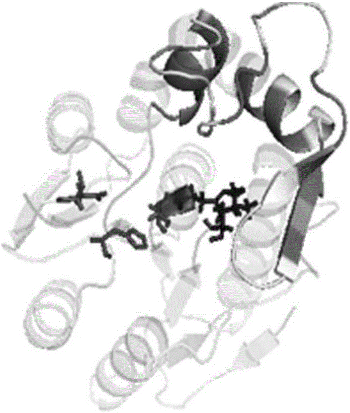 Thermophilic esterase derived from aquifex aeolicus strain and functional verification of thermophilic esterase