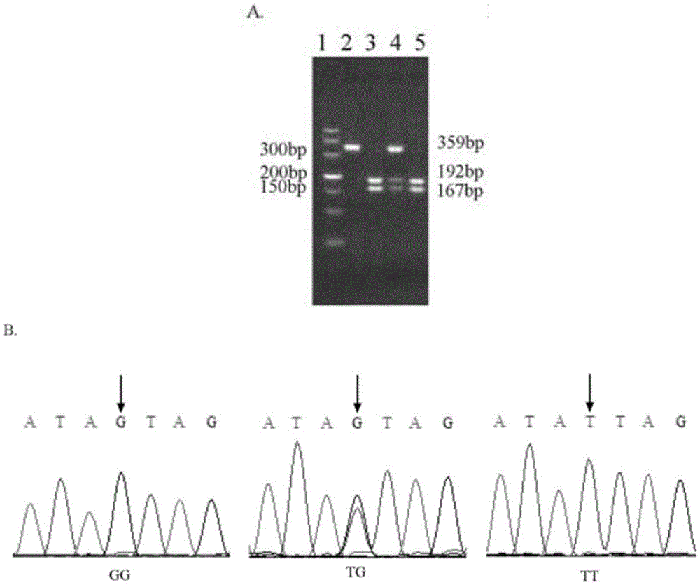 A SNP marker related to sexual precocity in mitten crab sinensis and its application