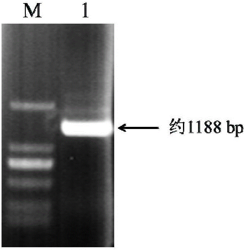 Application of soybean MYB transcription factor gene in improvement of soybean isoflavone biosynthesis