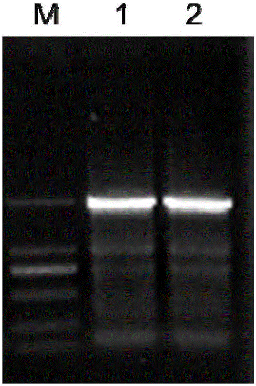 Application of soybean MYB transcription factor gene in improvement of soybean isoflavone biosynthesis