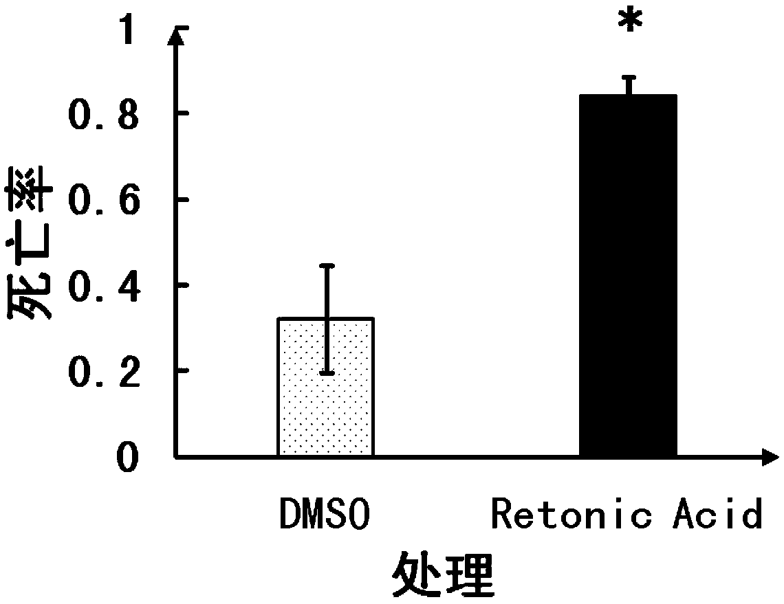 Application of retinoic acid to regulation and control for growth and development of lasiopodomys brandtii