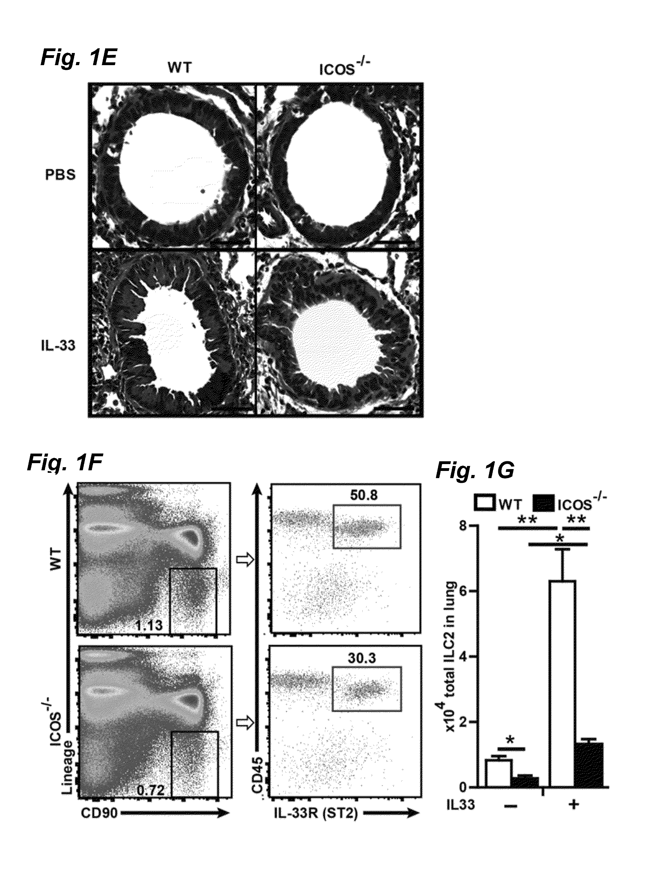 Murine and human innate lymphoid cells and lung inflammation