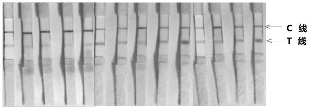 Application of lipopolysaccharide extracted from Brucella melis vaccine strain m5 in the preparation of products for diagnosing human brucellosis