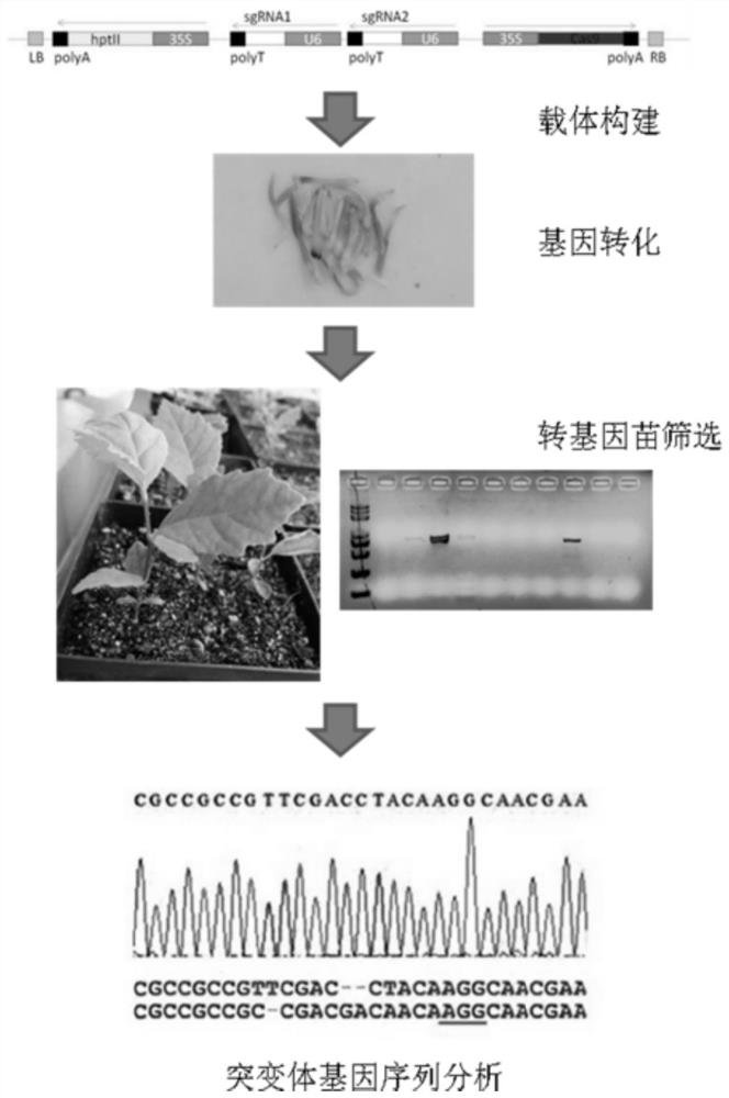 Platanus mutants, methods and applications for obtaining sycamore mutants