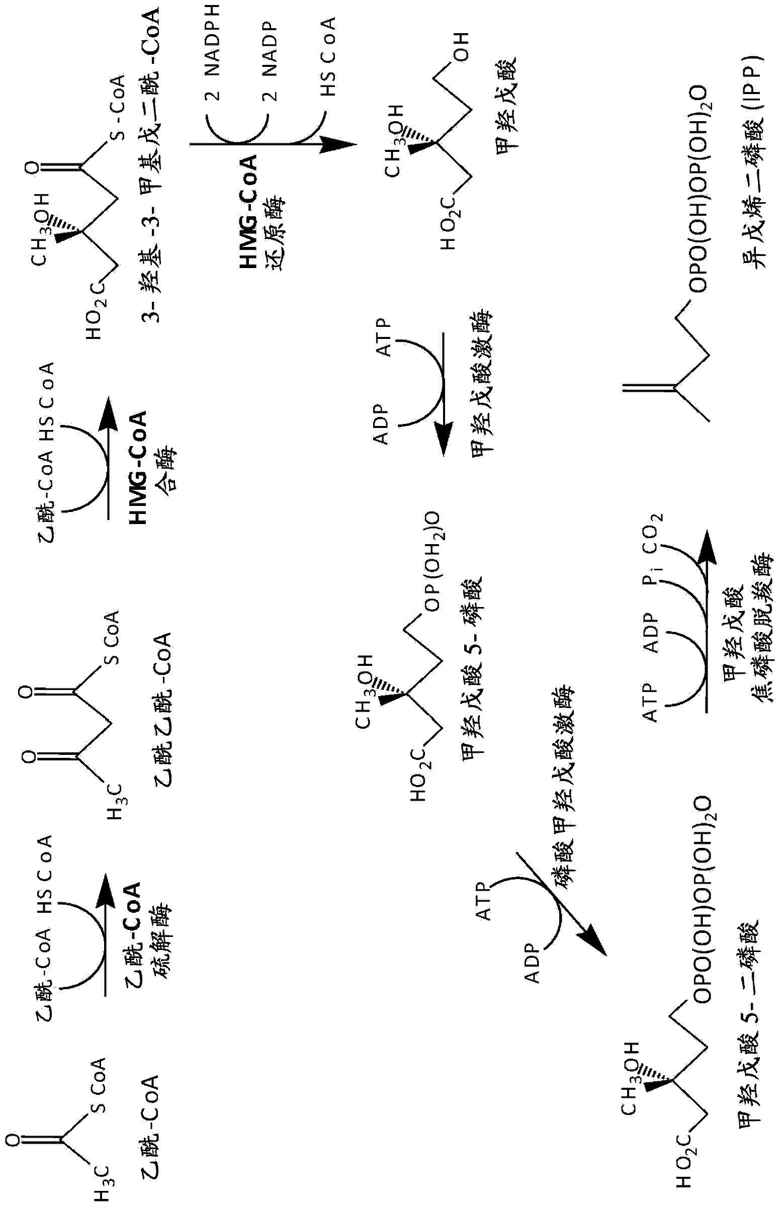 Gel-encapsulated microcolony screening