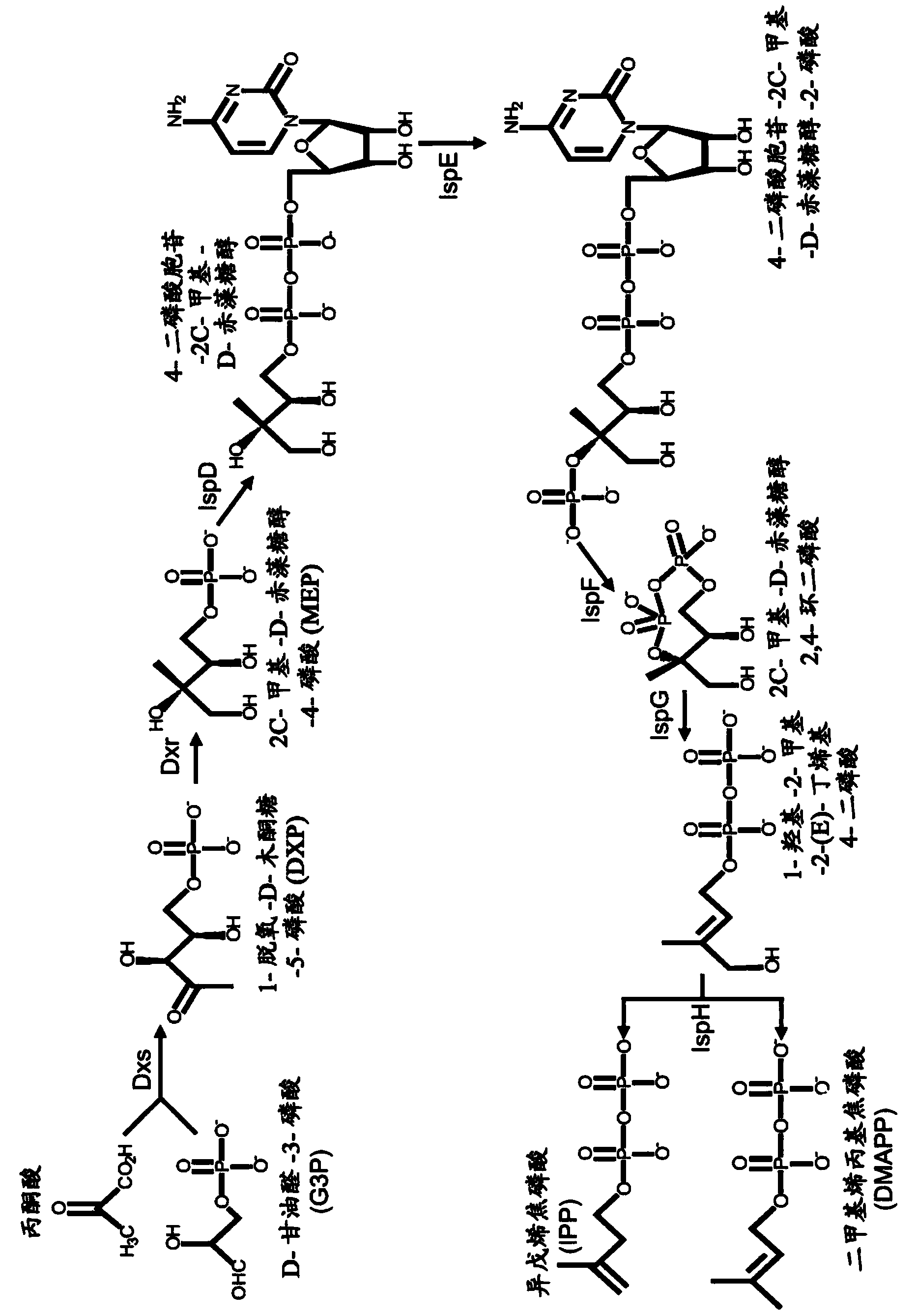 Gel-encapsulated microcolony screening