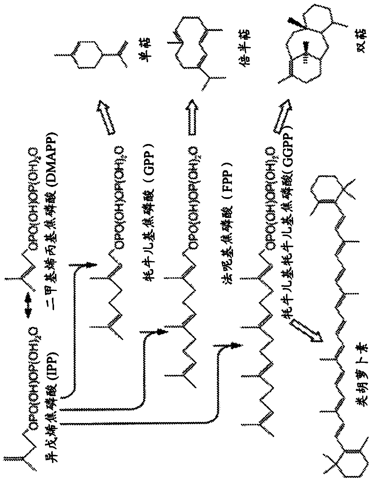 Gel-encapsulated microcolony screening