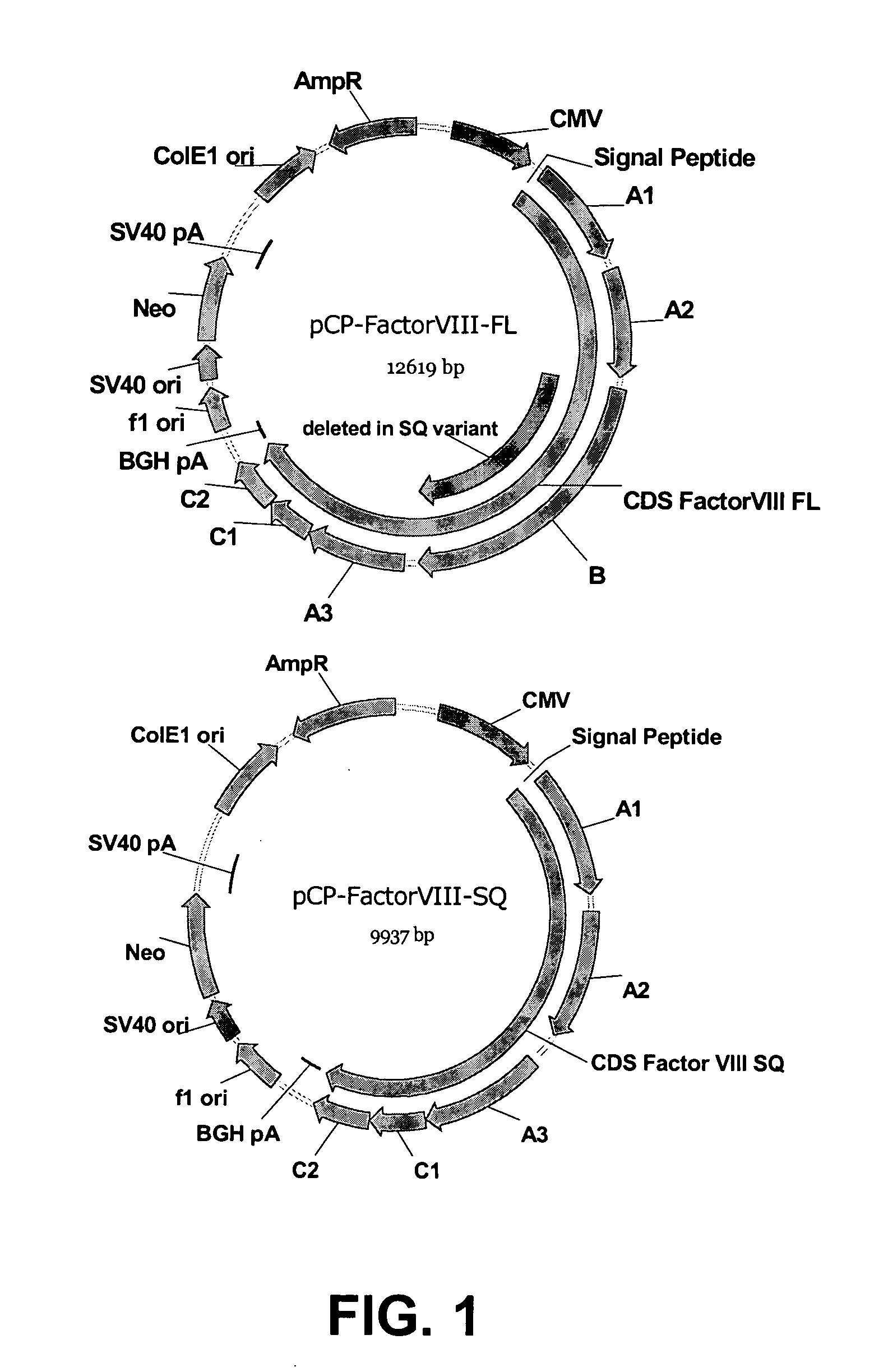 Recombinant expression of factor VIII in human cells