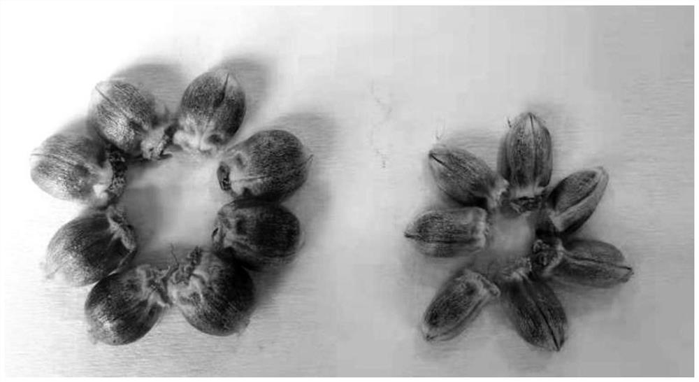 Wheat ear in-vitro culture solution for hybrid induction of haploid embryos of wheat and corn and a preparation method thereof