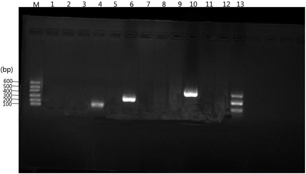 Multi-PCR detecting method capable of detecting mononuclear hyperplasia, staphylococcus aureus and enterococcus faecium simultaneously