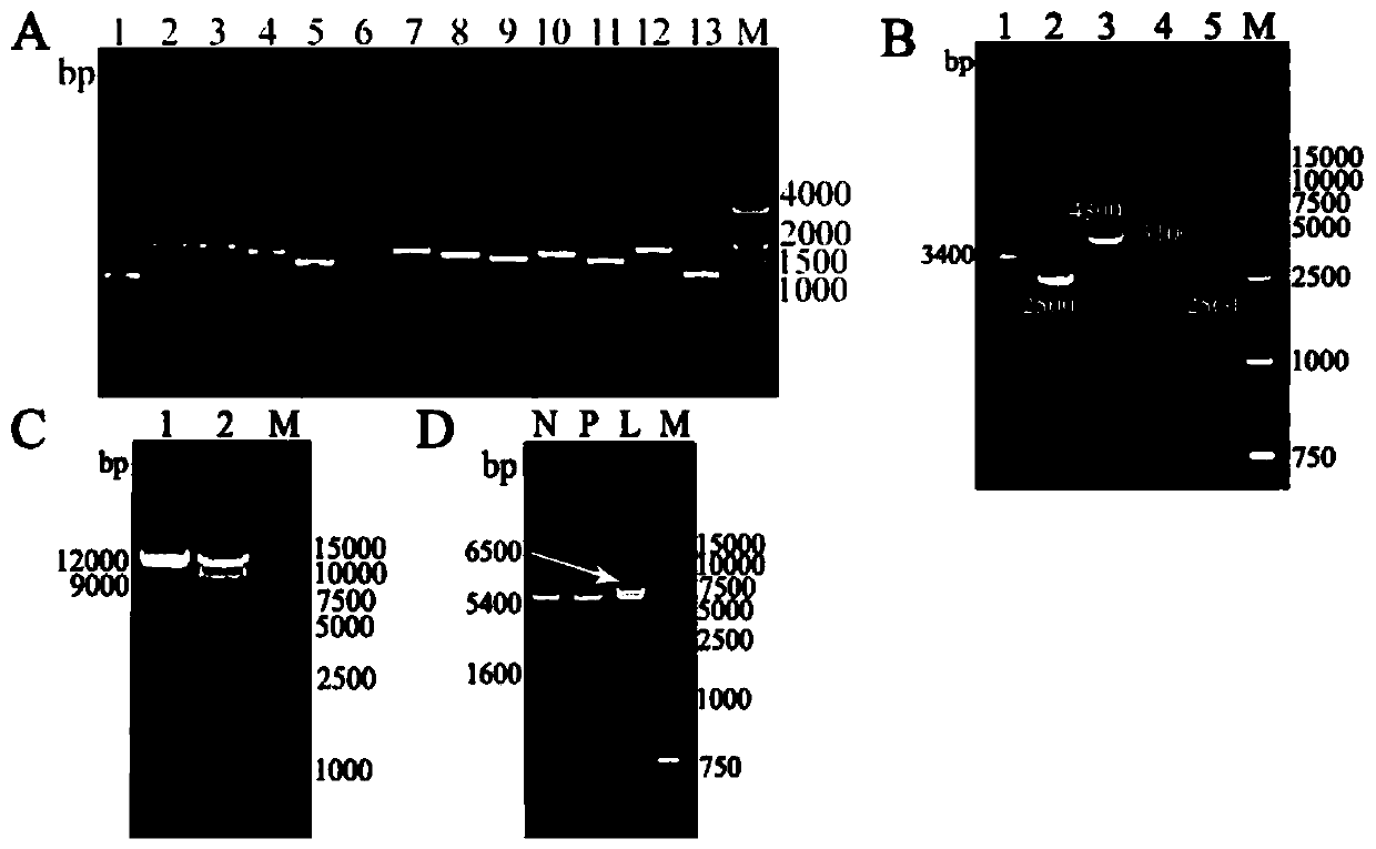 Canine distemper virus CDV-3 strain infectious cDNA cloning and constructing method and application thereof