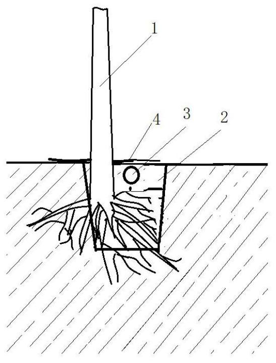 A kind of labor-saving cultivation method of apple fertilizer and water intensive