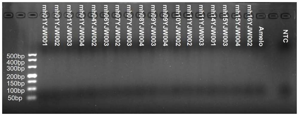 Microhaplotype multiplex amplification system in mixed sample analysis and construction method thereof and related haplotype frequency