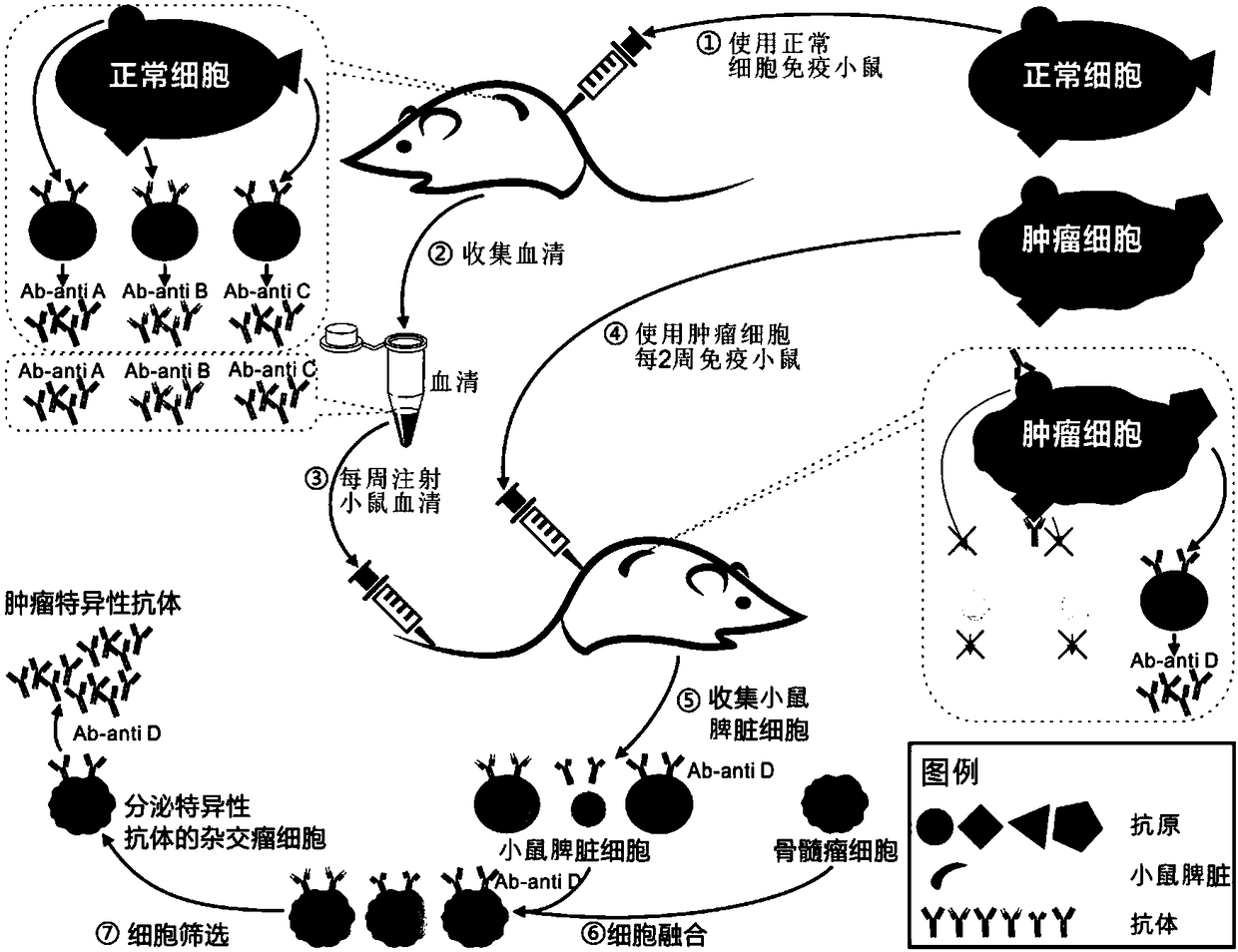 Individual method for fast obtaining tumor specific antibodies