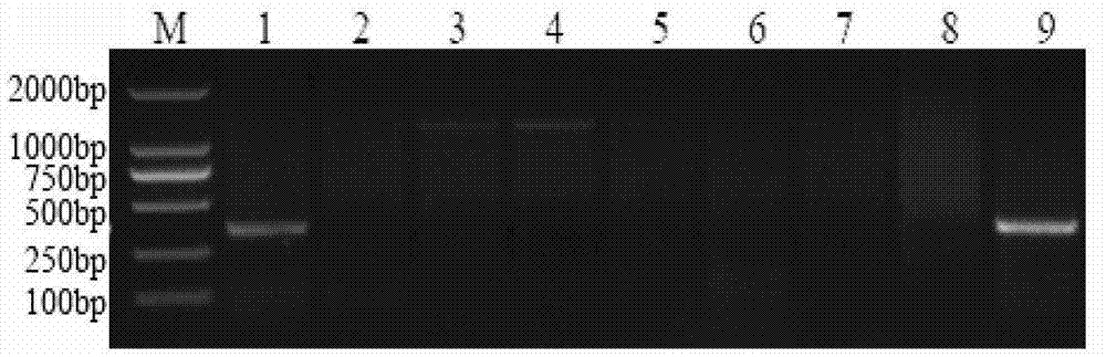 SLAF-seq-based developed elytrigia elongata 1E chromosome specific molecular markers and application thereof