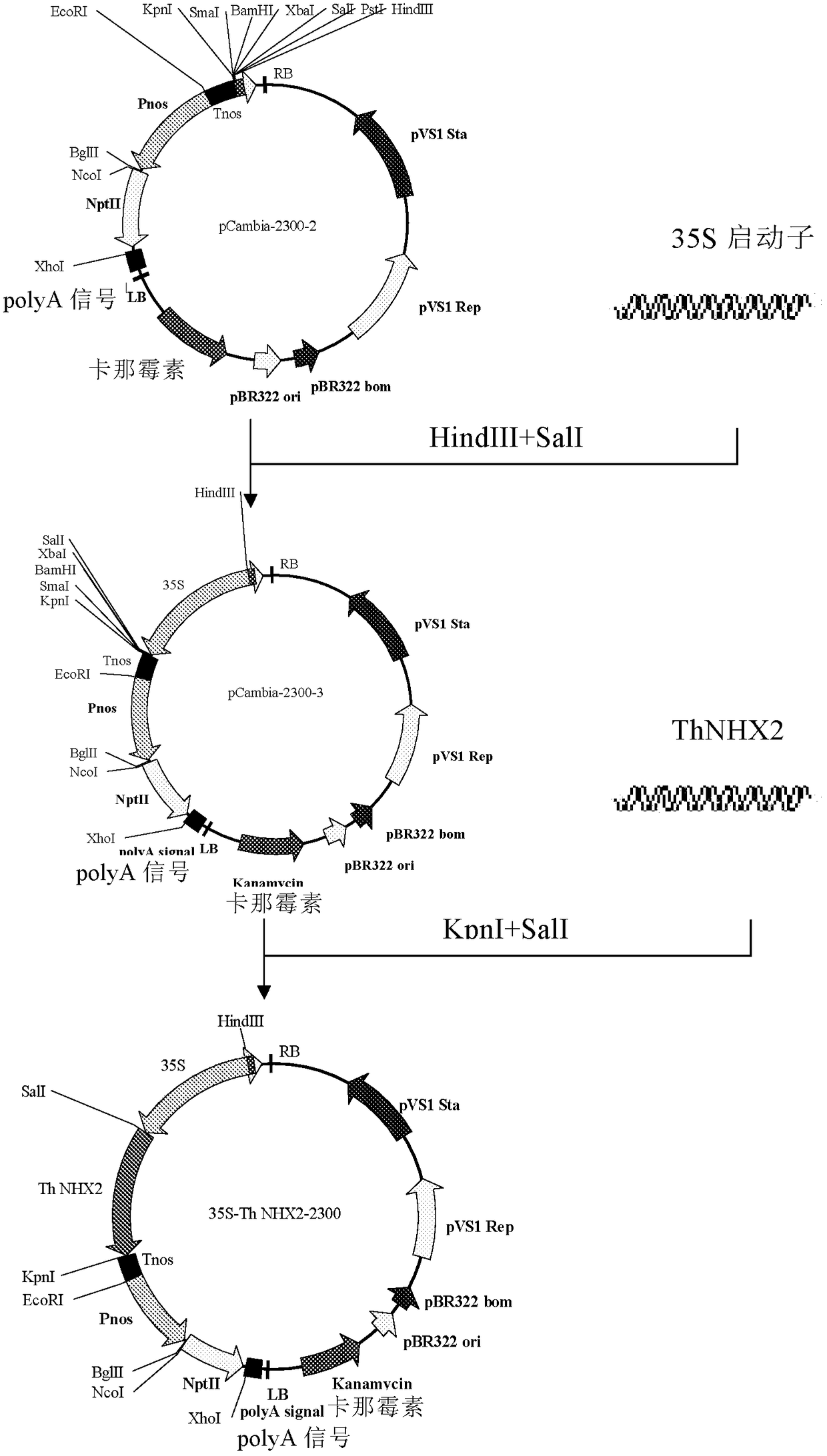 A sodium-hydrogen antiporter protein nhx2 in the tonoplast membrane of Saltina japonicus and its coding gene and application