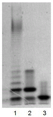 Attenuated salmonella choleraesuis and preparation method and application thereof