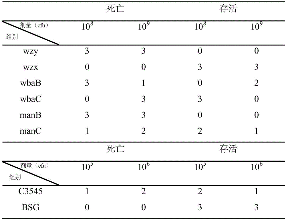 Attenuated salmonella choleraesuis and preparation method and application thereof