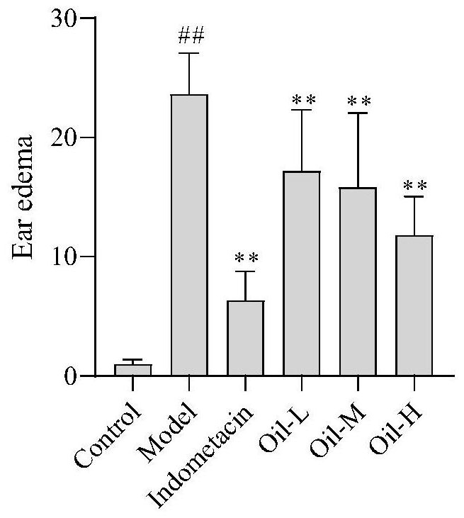 Application of green zanthoxylum volatile oil in the preparation of anti-inflammatory or analgesic drugs