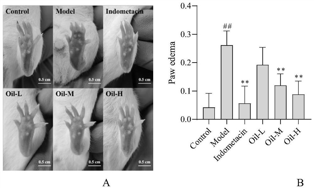 Application of green zanthoxylum volatile oil in the preparation of anti-inflammatory or analgesic drugs