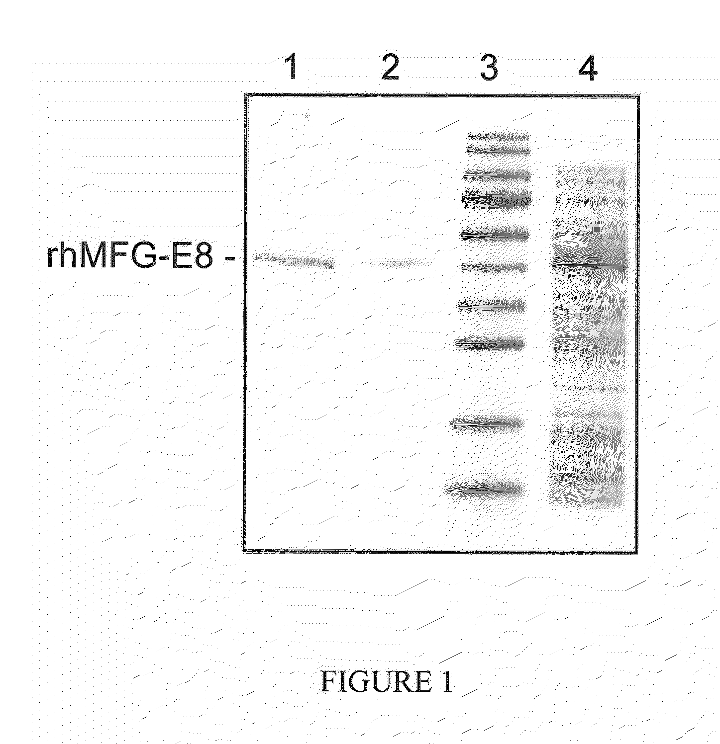 Mfg-e8 and uses thereof