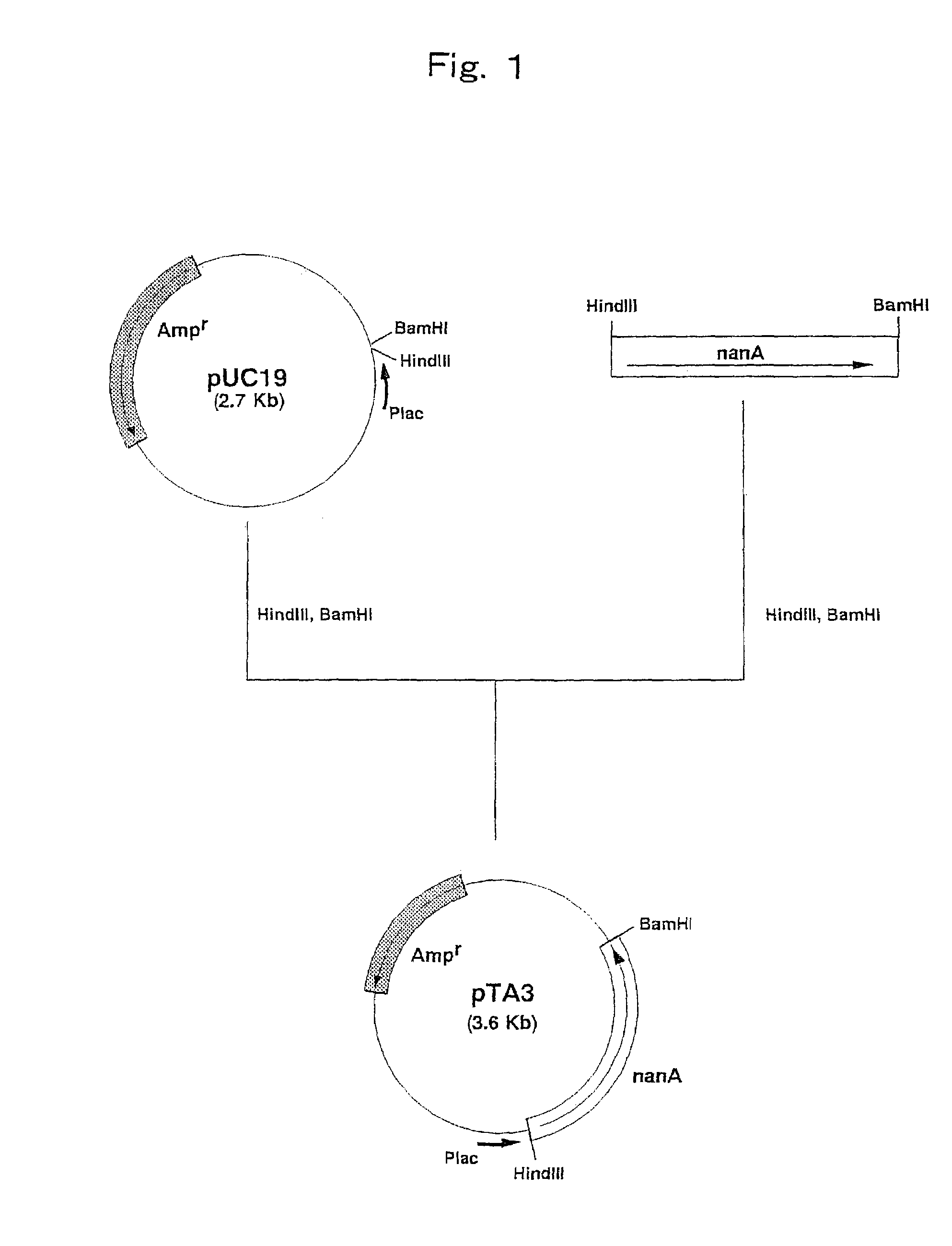 Process for producing N-acetylneuraminic acid