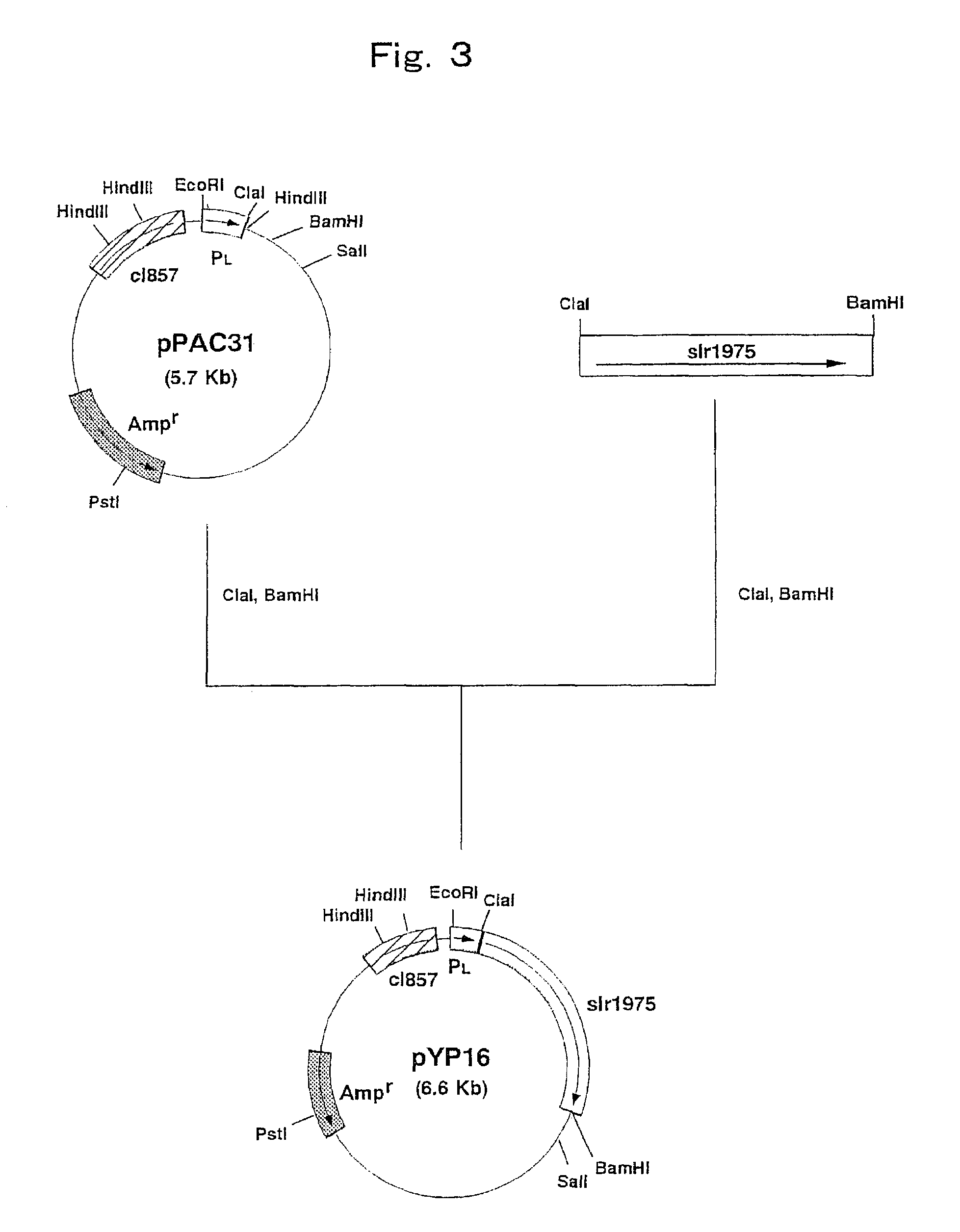 Process for producing N-acetylneuraminic acid