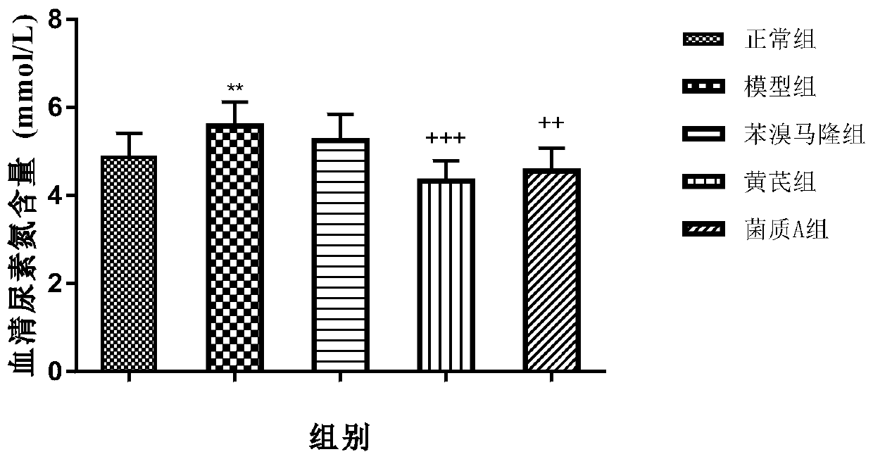 Radix astragali-penicillium cicada fermentation bacterium and application thereof