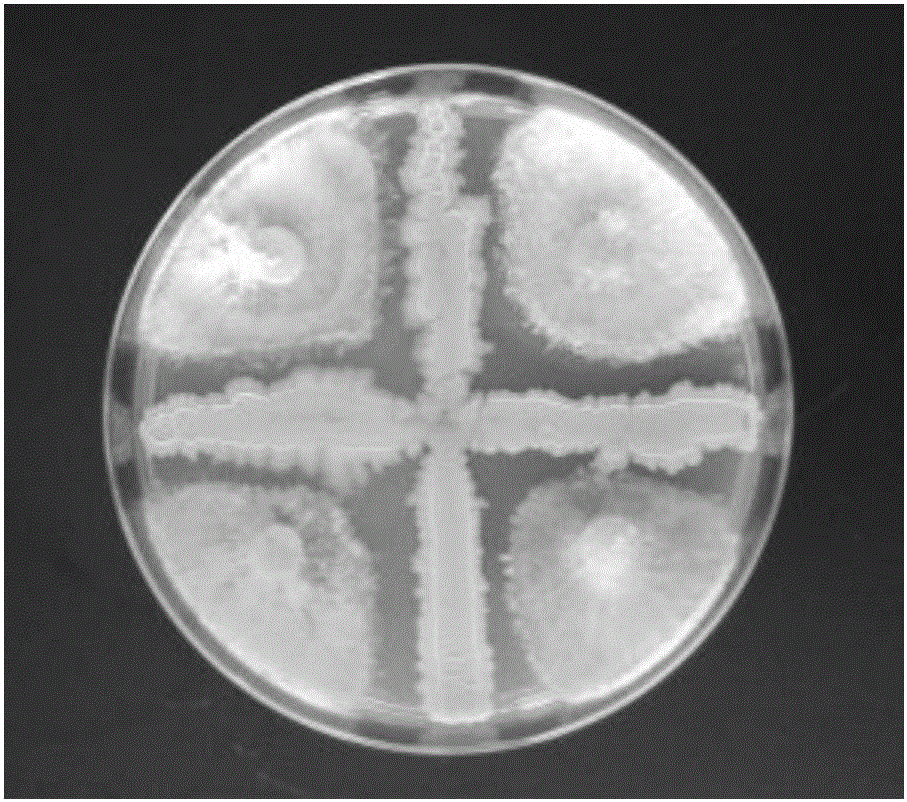 Endogenous biocontrol strain for inhibiting damping off of acanthopanax senticosus, and application of endogenous biocontrol strain