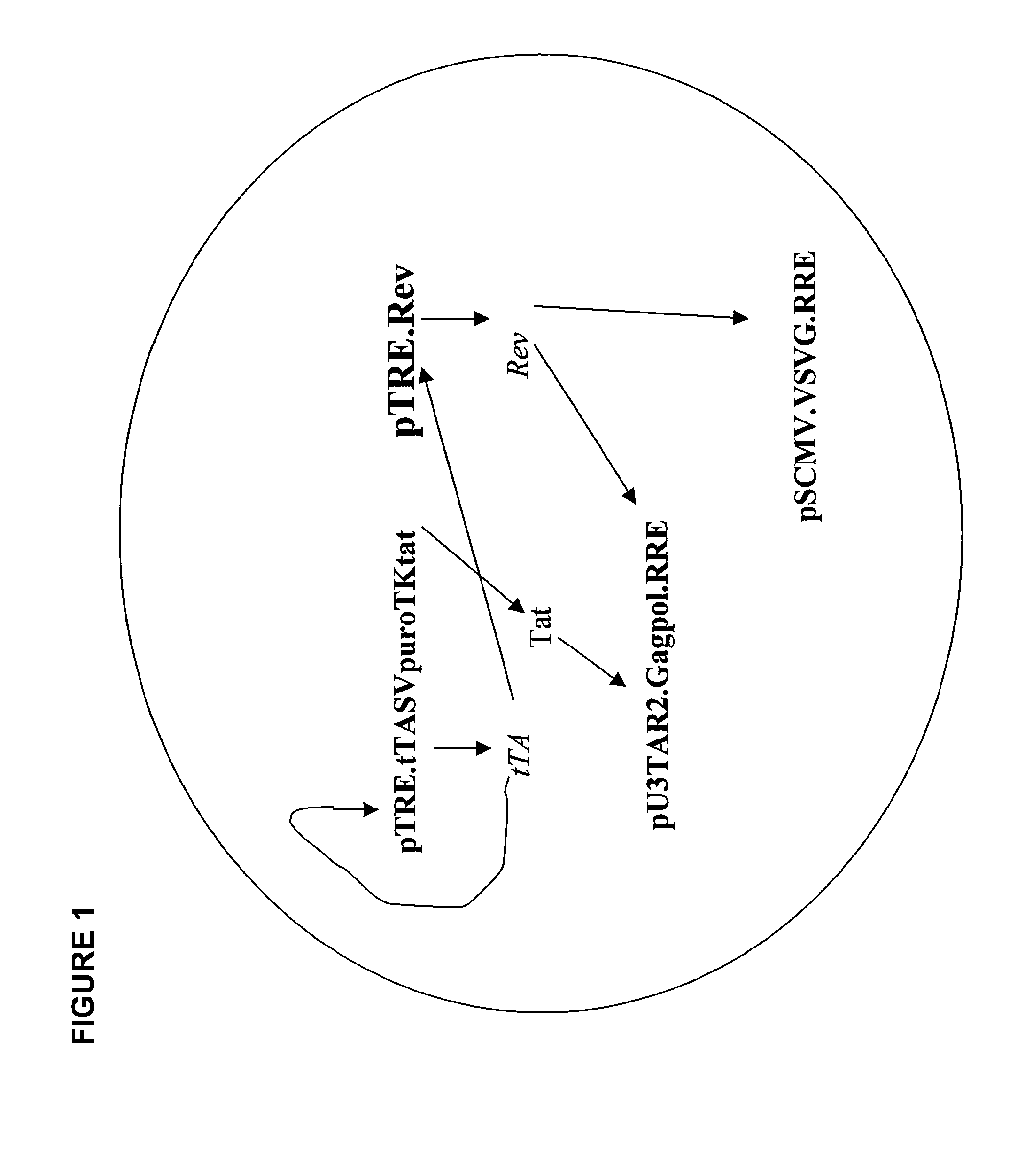 Regulated nucleic acid expression system