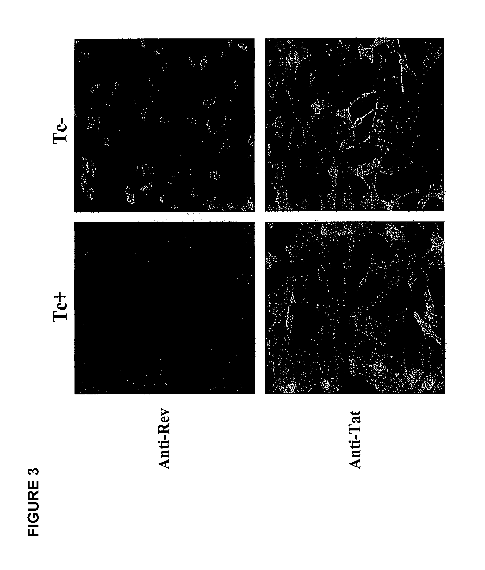 Regulated nucleic acid expression system