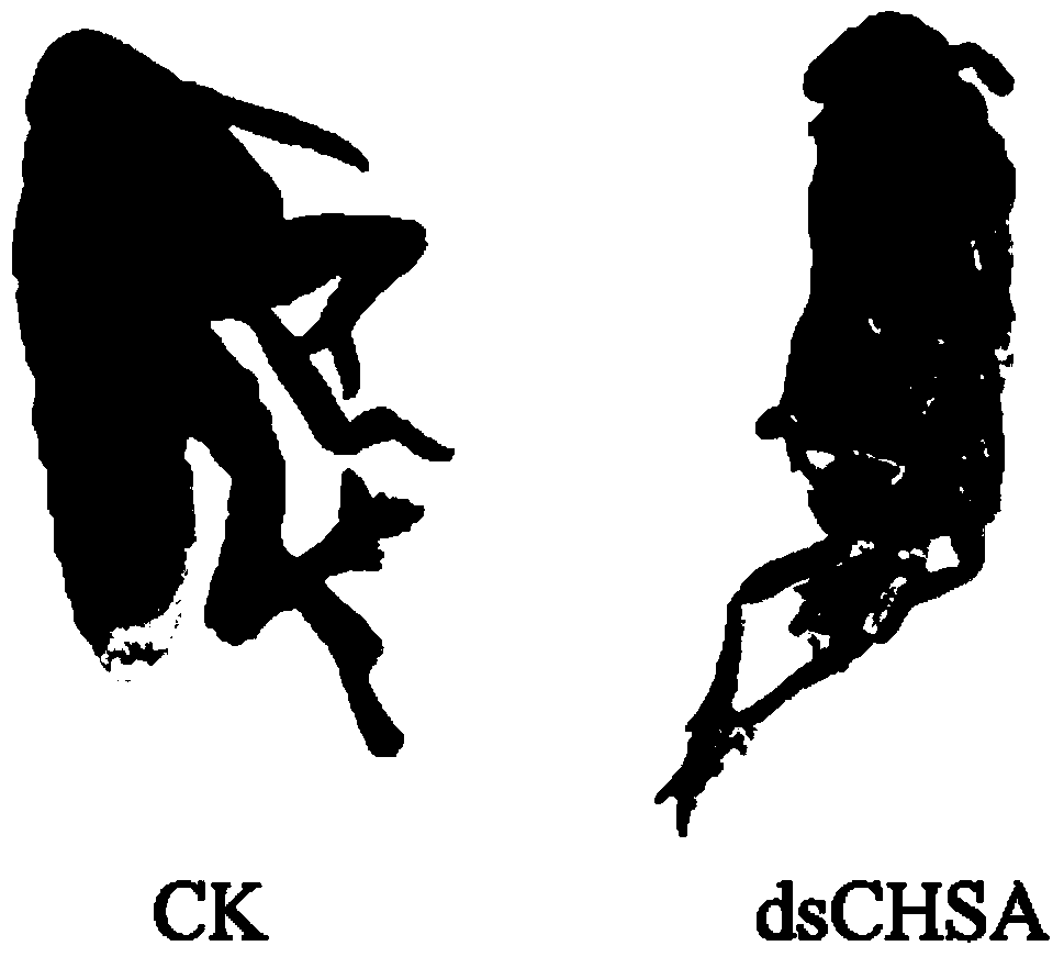 A kind of chitin synthesis inhibiting insecticide and its preparation method and application