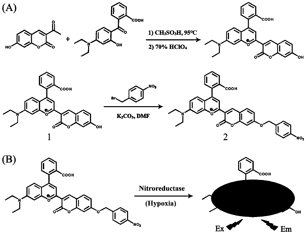 Nitroreductase responsive hypoxic probe compound, preparation and application thereof