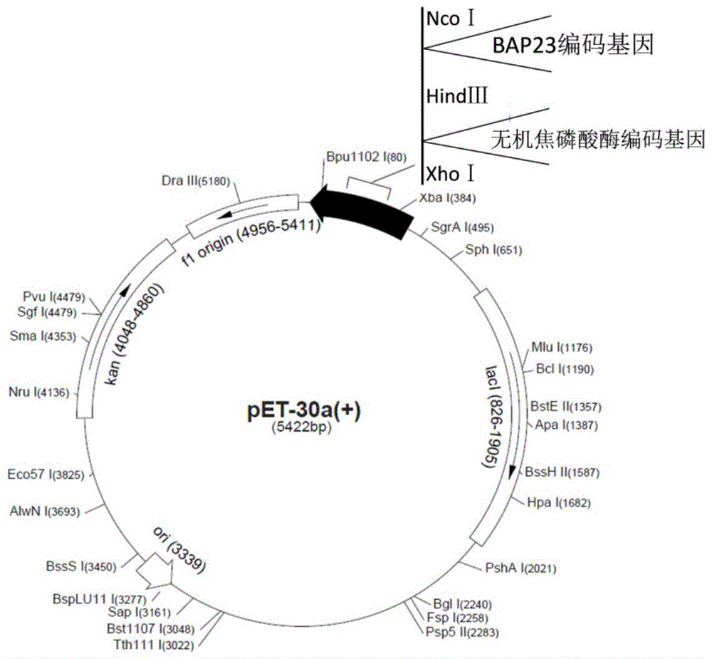 A kind of expression method of biotinylated inorganic pyrophosphatase