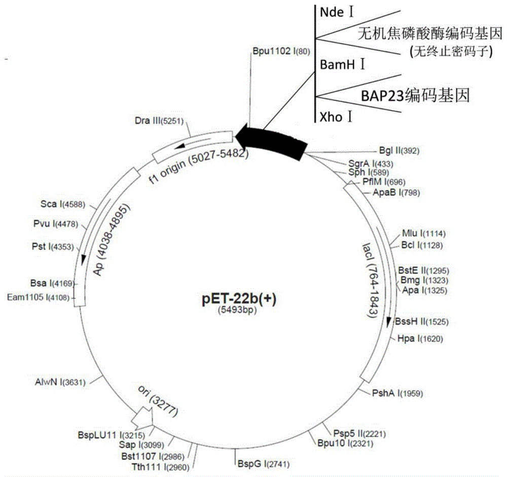 A kind of expression method of biotinylated inorganic pyrophosphatase