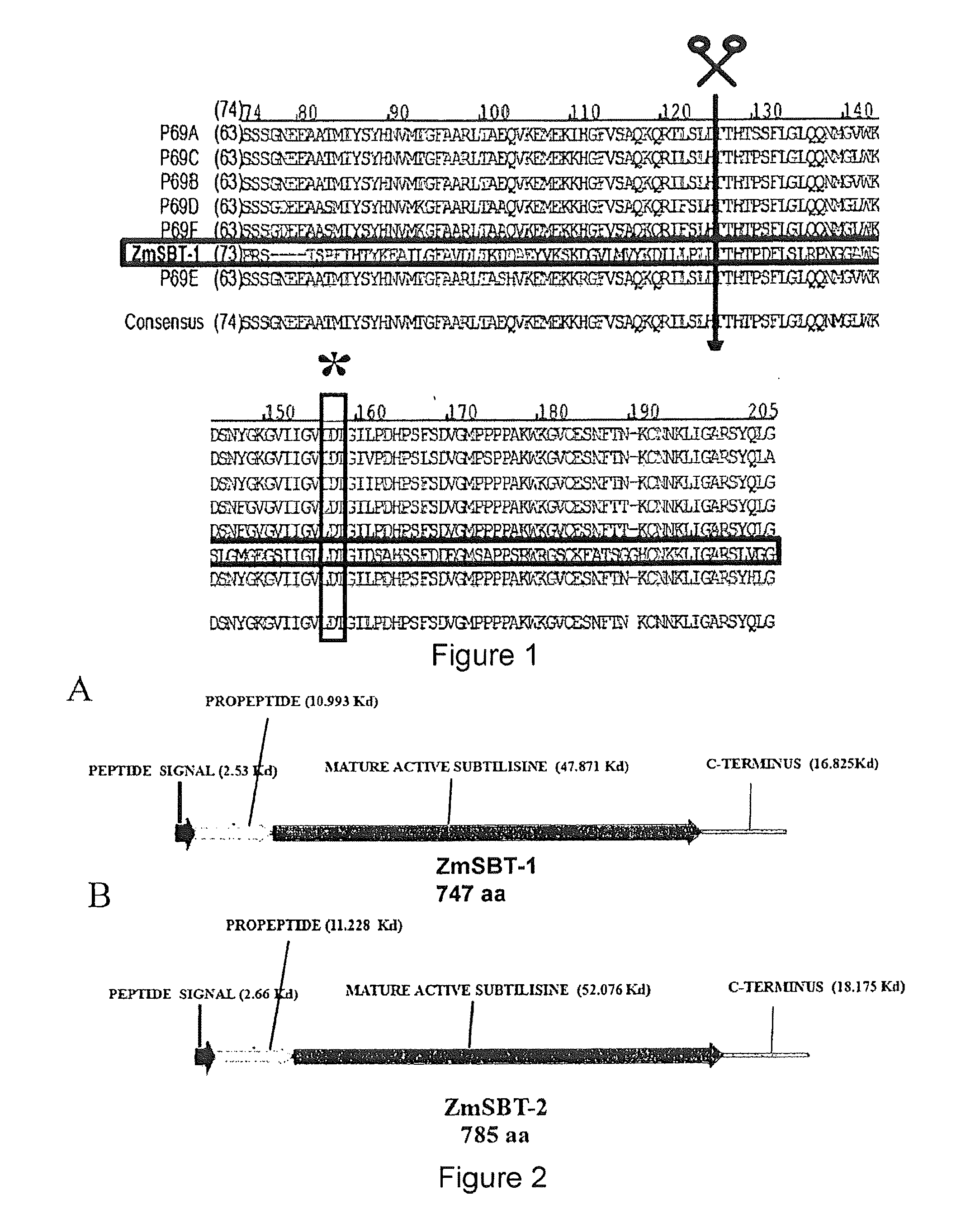 Pedicel specific promoter