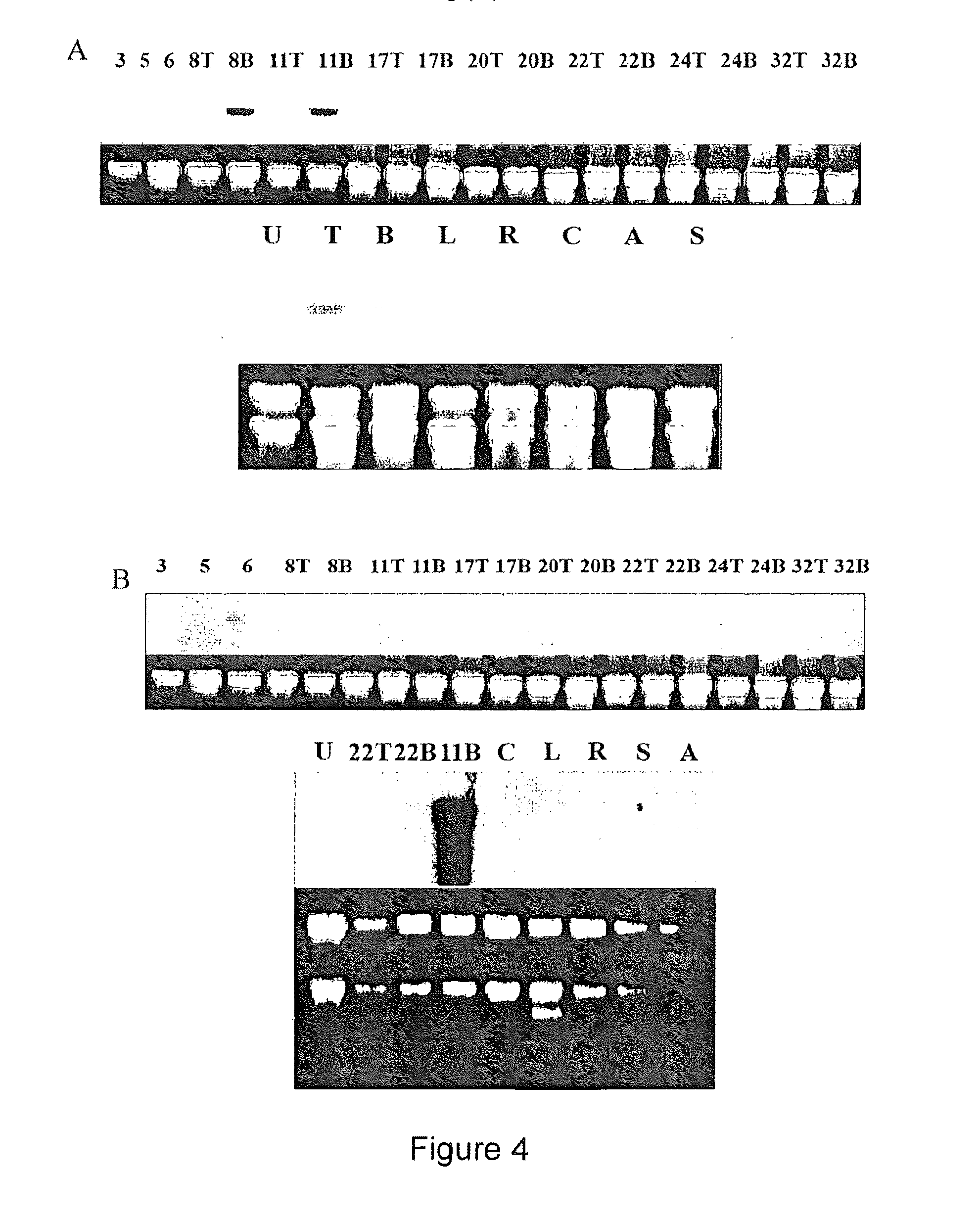 Pedicel specific promoter