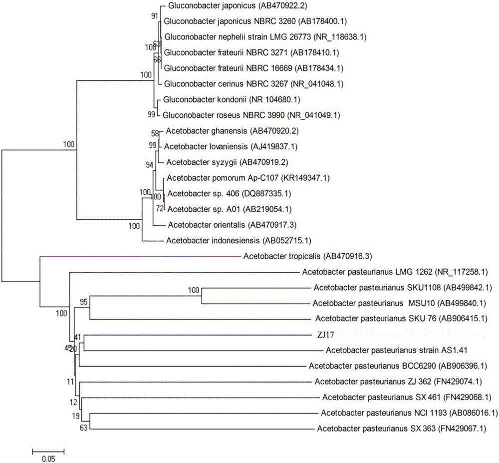 Acid-resistant, ethanol-resistant and acetic acid-resistant Acetobacer pasteurianus