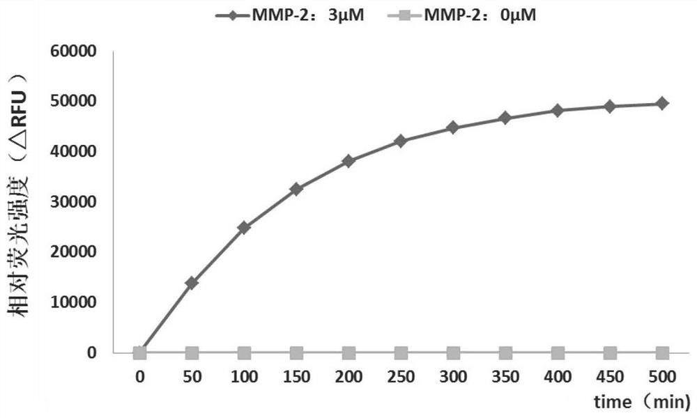 A fluorescent polypeptide substrate for detecting human gelatinase mmp-2 and its application