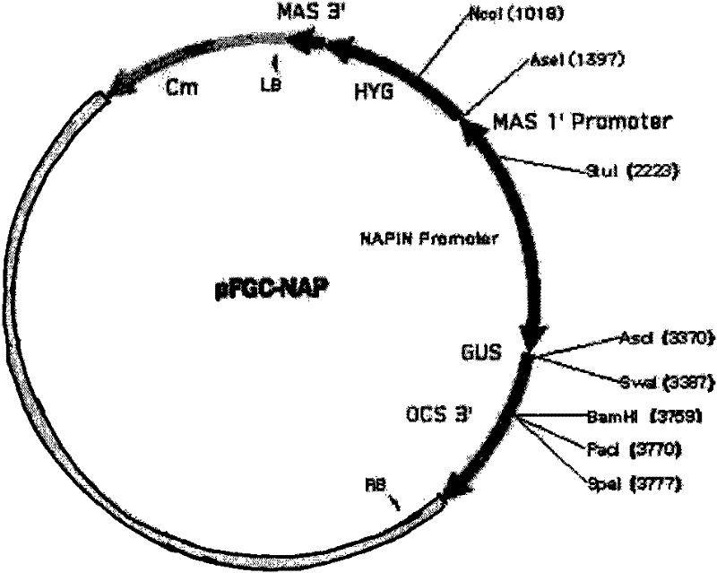 Plasmid for constructing interference vector and construction method and application thereof