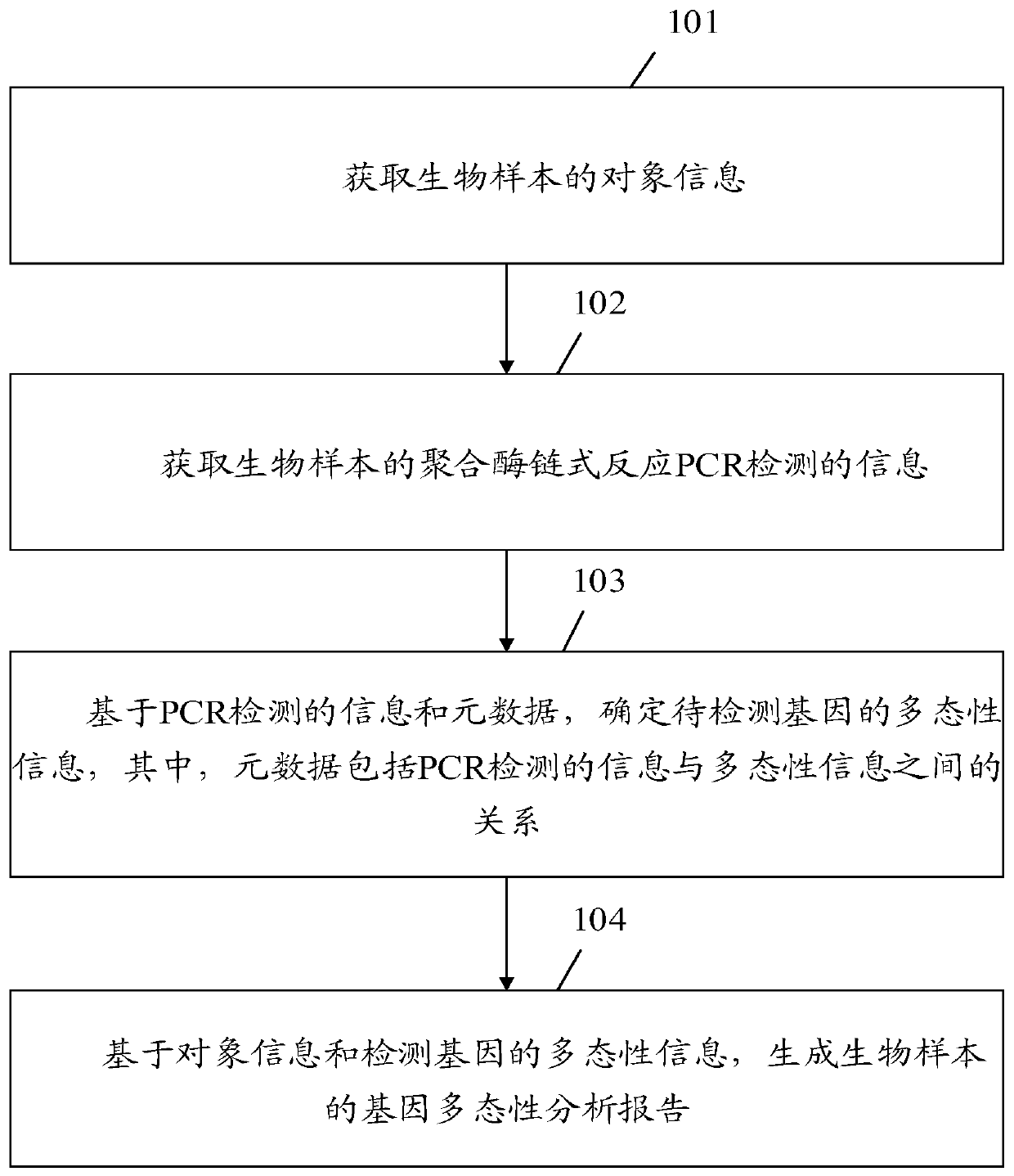 Gene polymorphism analysis report generation method and apparatus, equipment and storage medium