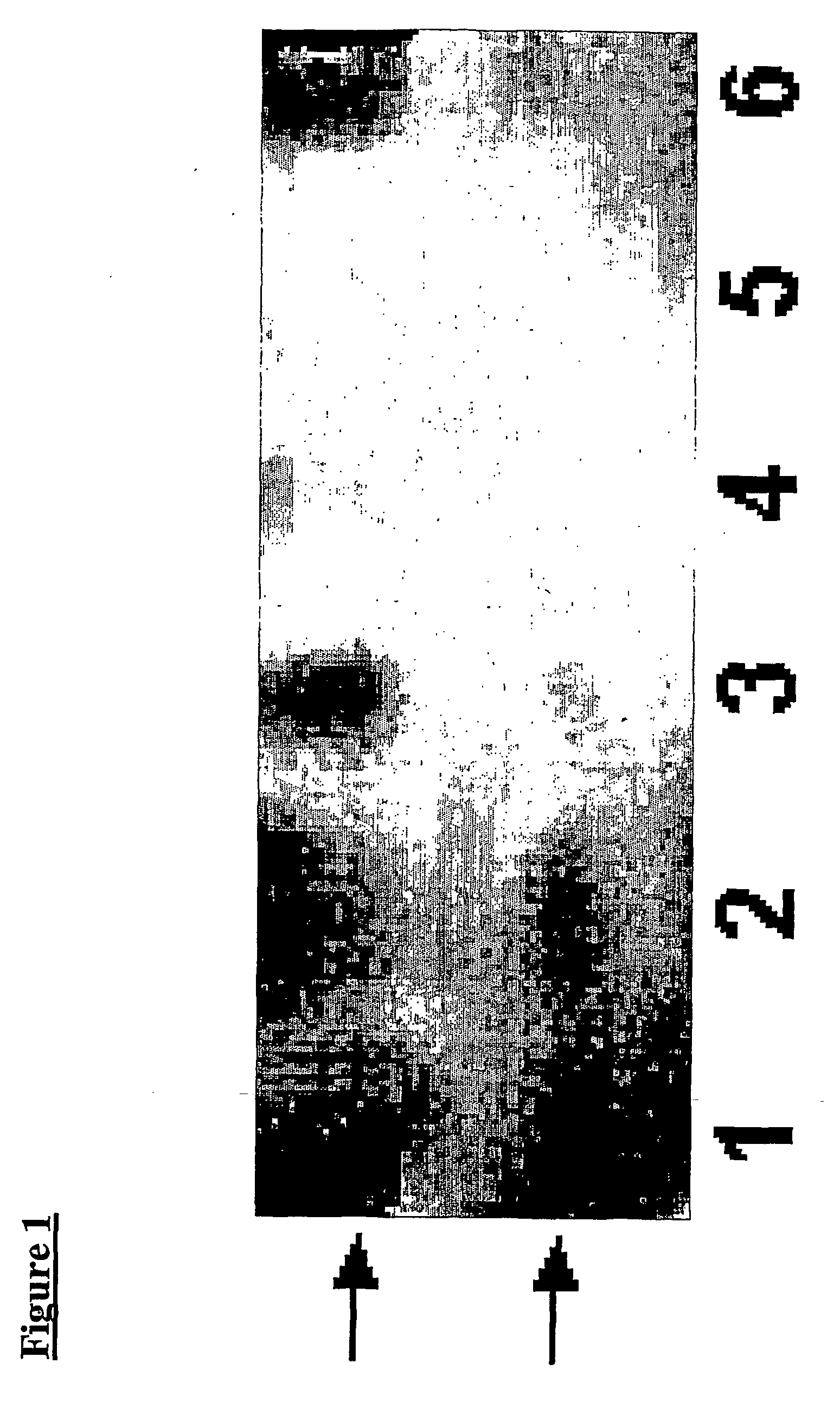 Bioremediation with transgenic plants