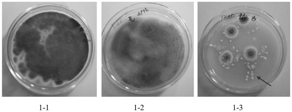 Fungus fusant RZ1 for degrading cellulose and application thereof