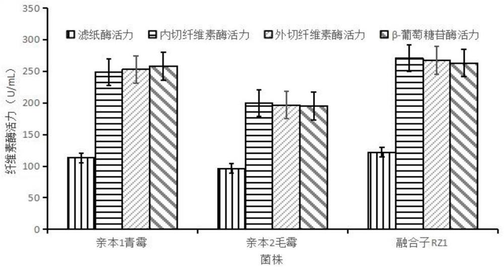 Fungus fusant RZ1 for degrading cellulose and application thereof