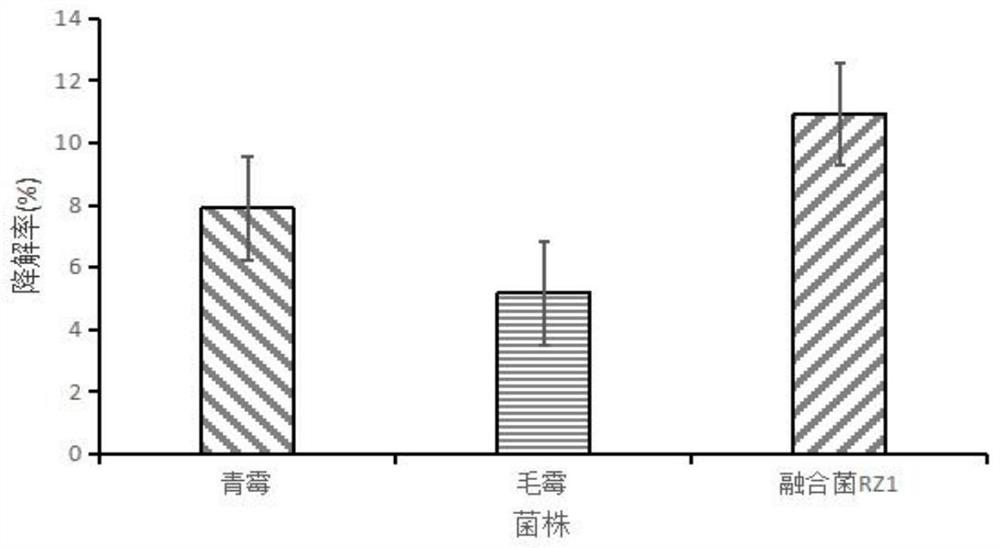 Fungus fusant RZ1 for degrading cellulose and application thereof