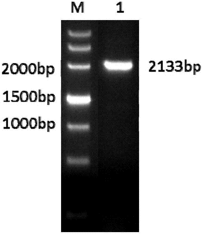 Rapid screening method applied to model animal zebrafish transgenosis